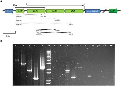 Comprehensive characterization of γ-aminobutyric acid (GABA) production by Levilactobacillus brevis CRL 2013: insights from physiology, genomics, and proteomics